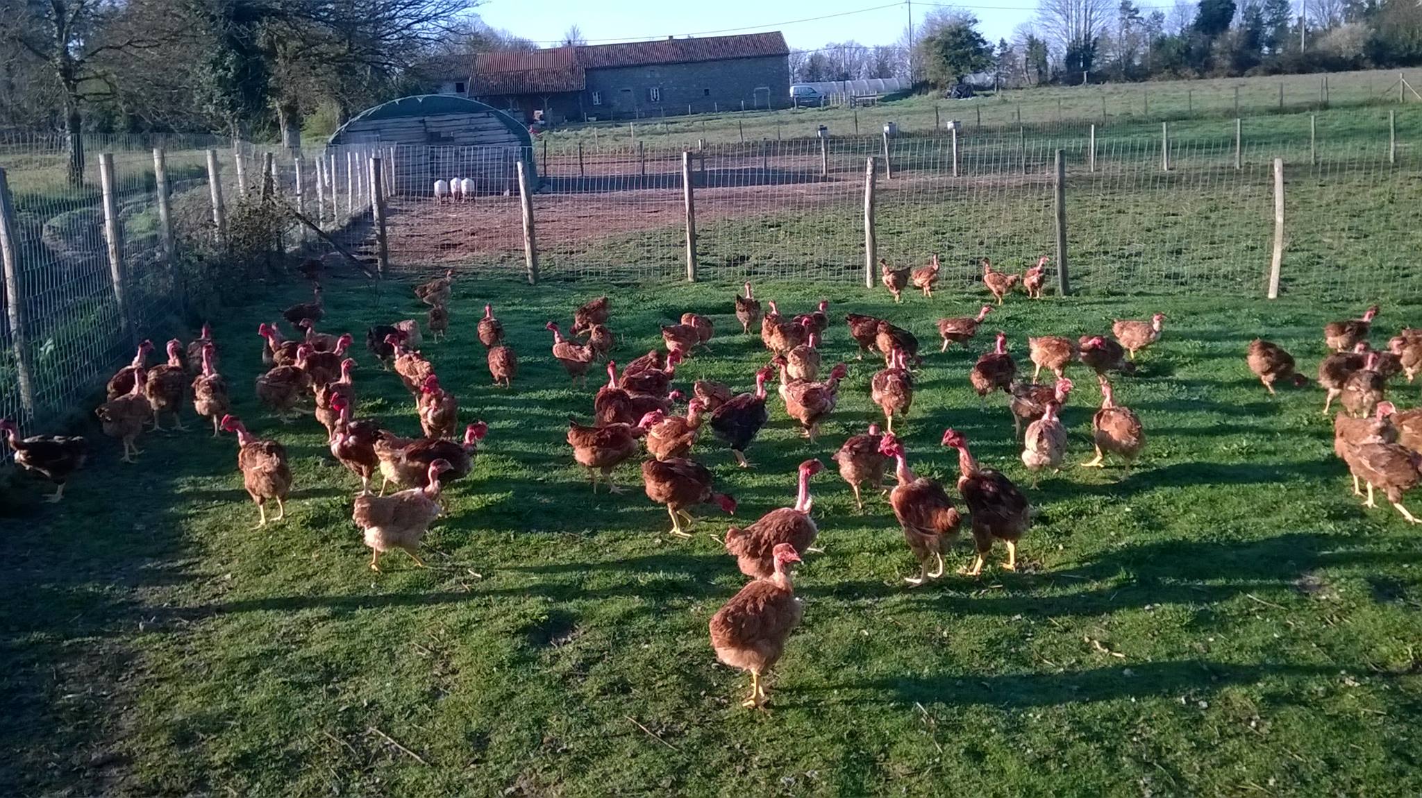 Volailles et oeufs fermiers de la ferme des Chabo'T_1