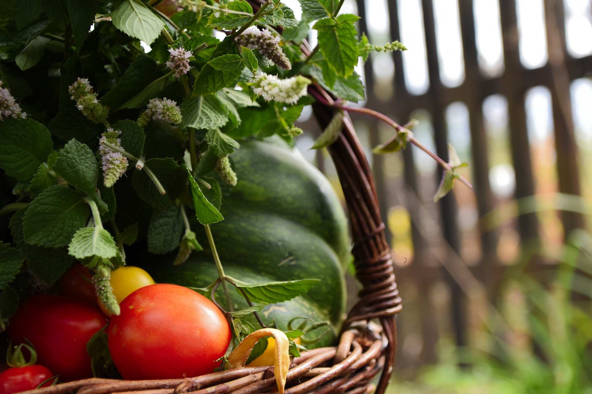 Légumes bio de la Ferme de la Salamandre_1