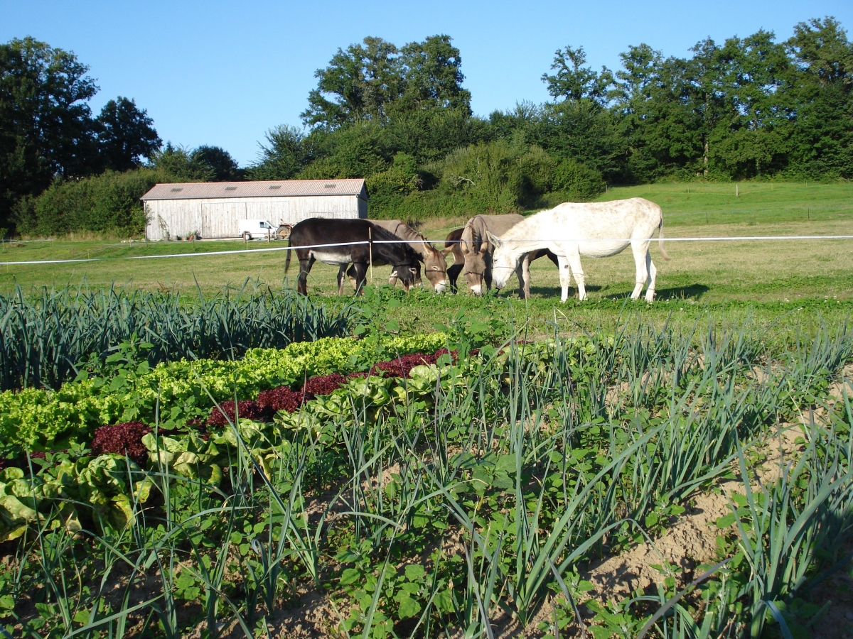 Légumes bio d’Âne et Carotte_1