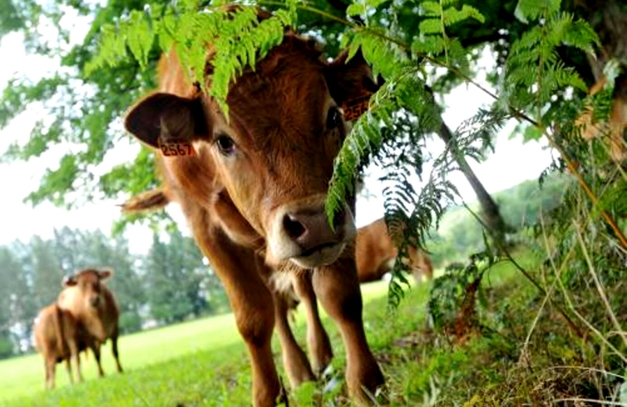 Ferme Chezeau