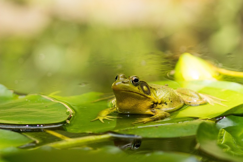 amphibiens